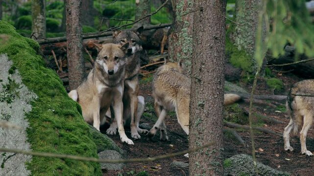 Eurasian wolf pack howling (Canis lupus lupus) in the forest