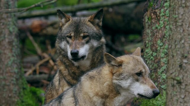 Eurasian wolf pack howling (Canis lupus lupus) in the forest