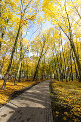 A path through a forest with trees in autumn