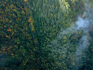 Autumn forest aerial drone view