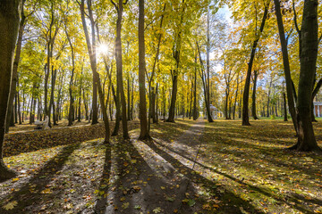 A forest with trees in the background and a sun shining through the trees