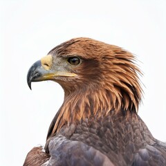 Obraz premium powerful, majestic eagle with wings fully spread white background