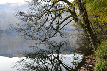 Obraz premium winter forest in the fog 