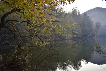 winter forest in the fog
