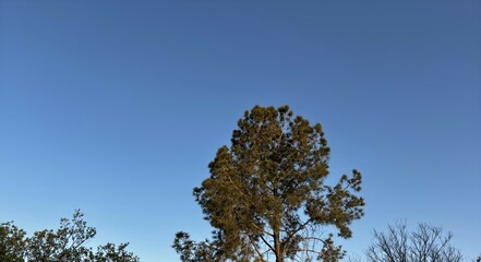 Pine tree sky