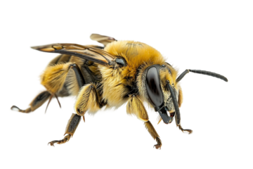 Detailed shot of a mining bee isolated on transparent background
