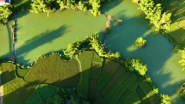 Aerial landscape in Quay Son river, Trung Khanh, Cao Bang, Vietnam with nature, green rice fields and rustic indigenous houses
