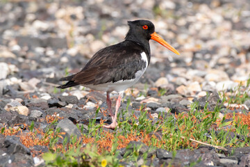 Austernfischer (Haemathopus ostralegus) steht auf Steinen, Föhr, Nordsee-Insel, Nordfriesland,...