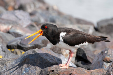 Austernfischer (Haemathopus ostralegus) steht auf Steinen, Föhr, Nordsee-Insel, Nordfriesland,...