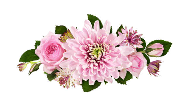 Pink chrysanthemum, roses and astrantia flowers in a floral arrangement isolated on white or transparent background