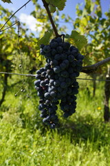 Bordeaux,France - October 4, 2024: Beautiful vineyard in autumn in Bordeaux, France. The grape variety is Cabernet Franc.