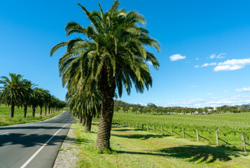 Obraz premium A long road cross in Vineyard in the Barossa Valley with beautiful green day, South Australia