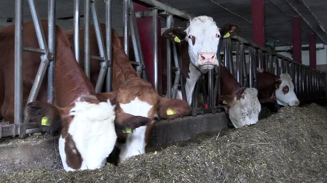 Milchk&uuml;he (Simmentaler Fleckvieh) im Stall eines Milchbauers