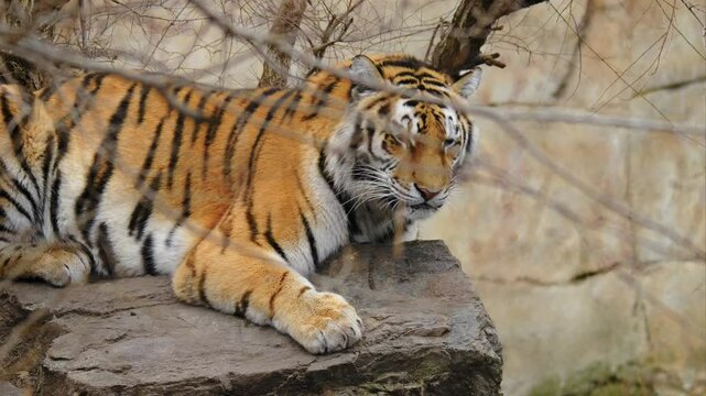 Siberian tiger (Panthera tigris altaica) lying on a rock, big cat watching prey before attack