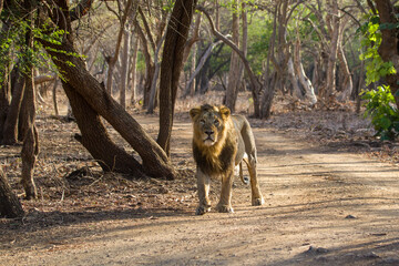 Male Lion At Gir National Park