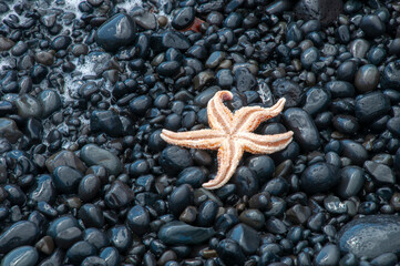Djupalonssandur Beach Iceland, upside down starfish on black pebble beach