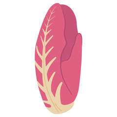 Red radicchio salad.Red leaf salad. Italian chicory.Purplish red bunch of radicchio.Vector illustration.Isolated on white background.