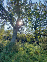 sunbeams shine in the morning through the branches of an old oak