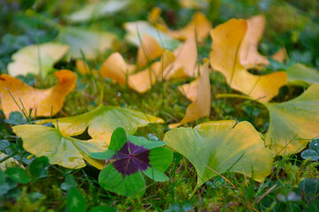 ginkgo kleeblatt