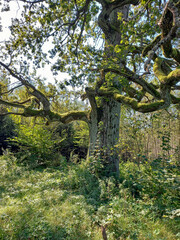 sunbeams shine in the morning through the branches of an old oak