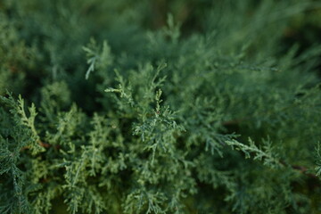background green juniper branches texture ripe blue berries close-up gradient turquoise color fragrant spice in nature