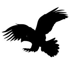 hawk silhouette, vector on white background