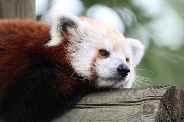 A close-up of a red panda resting on a wooden log in a natural setting.