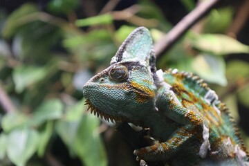 Colorful chameleon on a branch