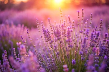 Soothing Shades of Pale Pink and Lavender Blossoms in a Serene Natural Landscape at Sunrise