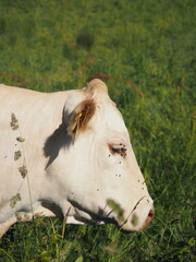 Vaca