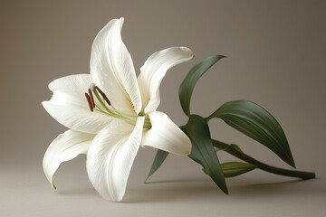 Fototapeta premium Symbol of Purity: A Tribute with a Lily