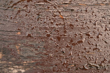 wet brown wood flooring abstract as background, old wood texture close up as a background,