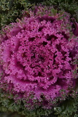 purple texture pink background High quality photo macro photography gradient white green ornamental Brassica oleracea acephala purple cruciferous family decorative carved cabbage leaves, poster