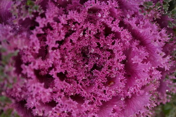 purple texture pink background High quality photo macro photography gradient white green ornamental Brassica oleracea acephala purple cruciferous family decorative carved cabbage leaves, poster