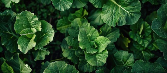 Lush green leaves on growing vegetable plants in the garden signal a promising harvest creating a picturesque scene for a copy space image