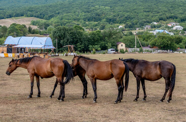 Horses stand on the grass against the background of mountains on a summer day.