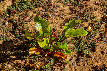 Beetroot (beet) plant with green and red leaves in a garden in sunny weather in the Western Cape, South Africa