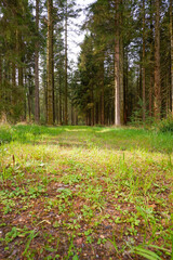 Moody forest fog moss. October morning in Scandinavian forest.
