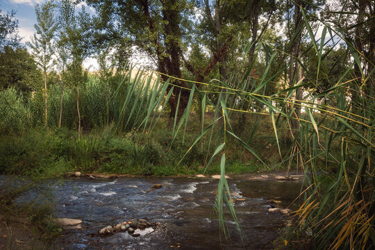 river in the forest