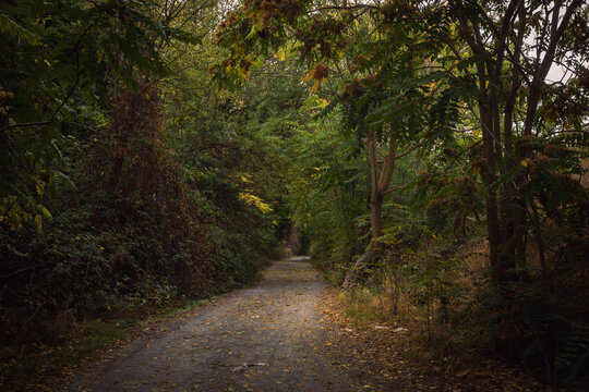path in the woods