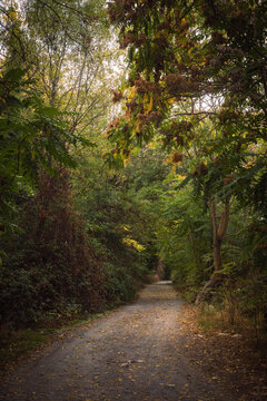 path in the forest