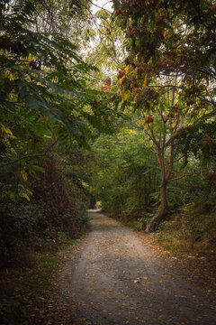 path in the woods