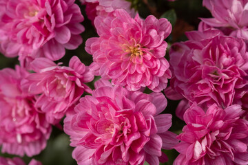 Vibrant pink chrysanthemums flowers blooming in a lush garden during springtime