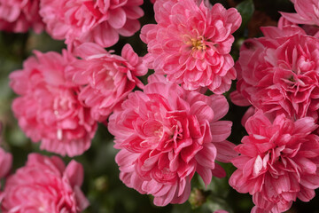 Vibrant pink chrysanthemums flowers blooming in a garden during midday sunlight