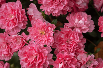 Vibrant pink chrysanthemums flowers blooming in a garden during the spring season