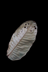 a dry leaf isolated on black background