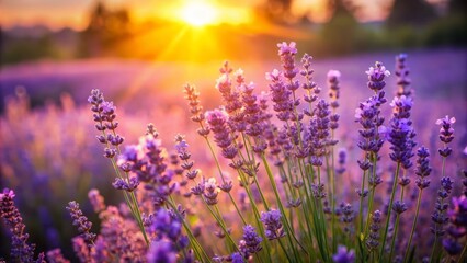 The Aromatic Essence of Lavender Fields in Full Bloom Against a Clear Blue Sky and Golden Sunshine