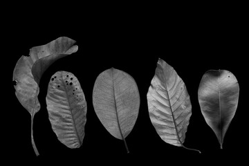 A close-up black and white photo of a leaf on a black background.