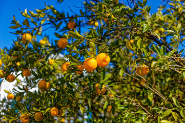 Tree covered with delicious ripe naval oranges with blue sky and white cloud