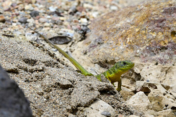 Riesensmaragdeidechse (Lacerta trilineata hansschweizeri) - Kykladen-Insel Milos, Griechenland